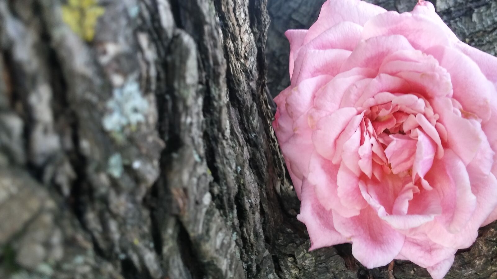 LG G STYLO sample photo. Tree, flower, pink rose photography