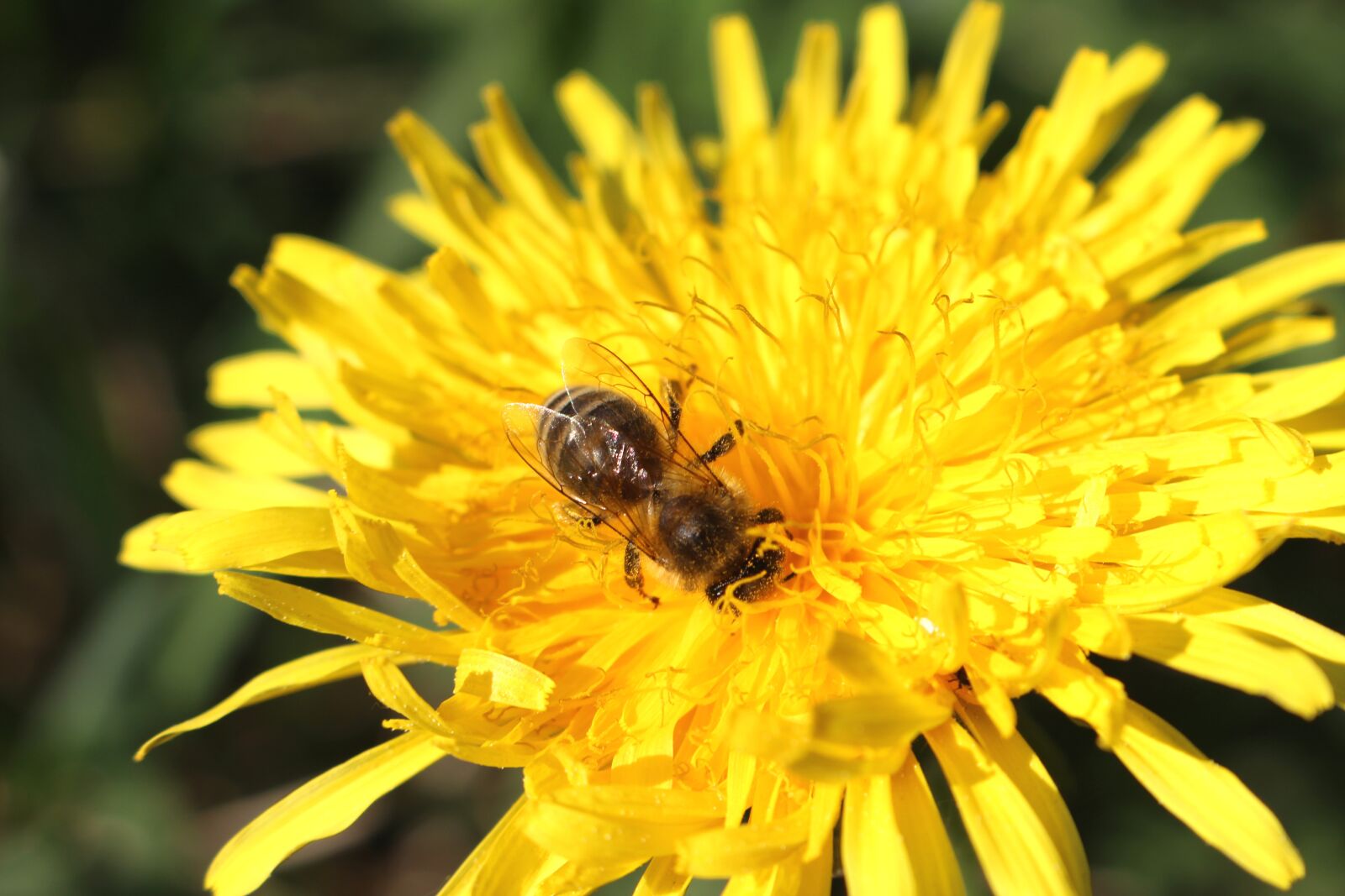 Canon EOS 700D (EOS Rebel T5i / EOS Kiss X7i) sample photo. Bee, dandelion, close up photography