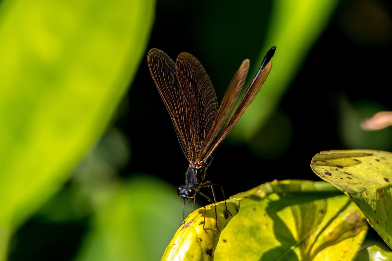 Tamron SP 150-600mm F5-6.3 Di VC USD sample photo. Dragonfly, insect, insects photography