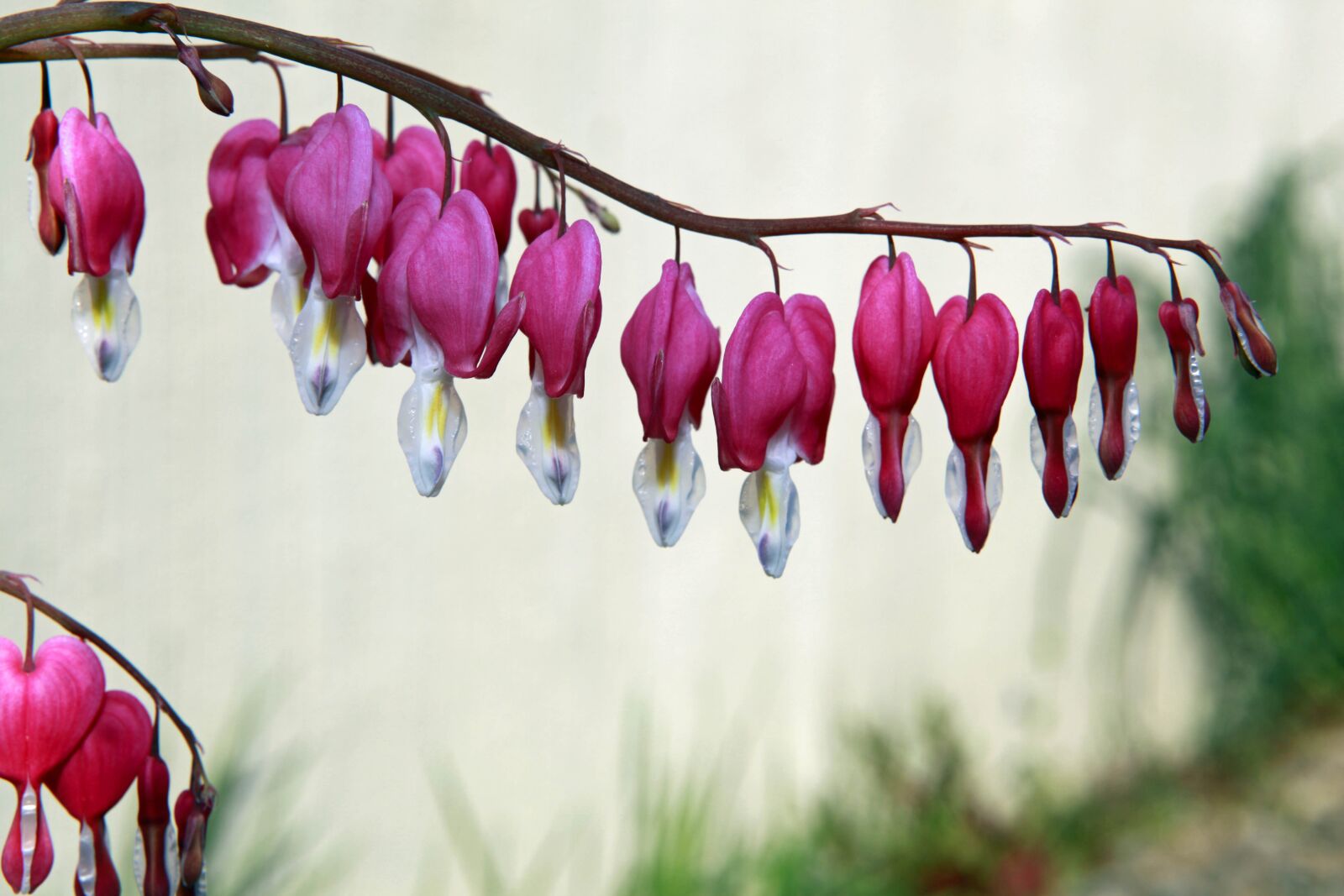 Canon EOS 5D Mark II sample photo. Bleeding heart, pink, flower photography