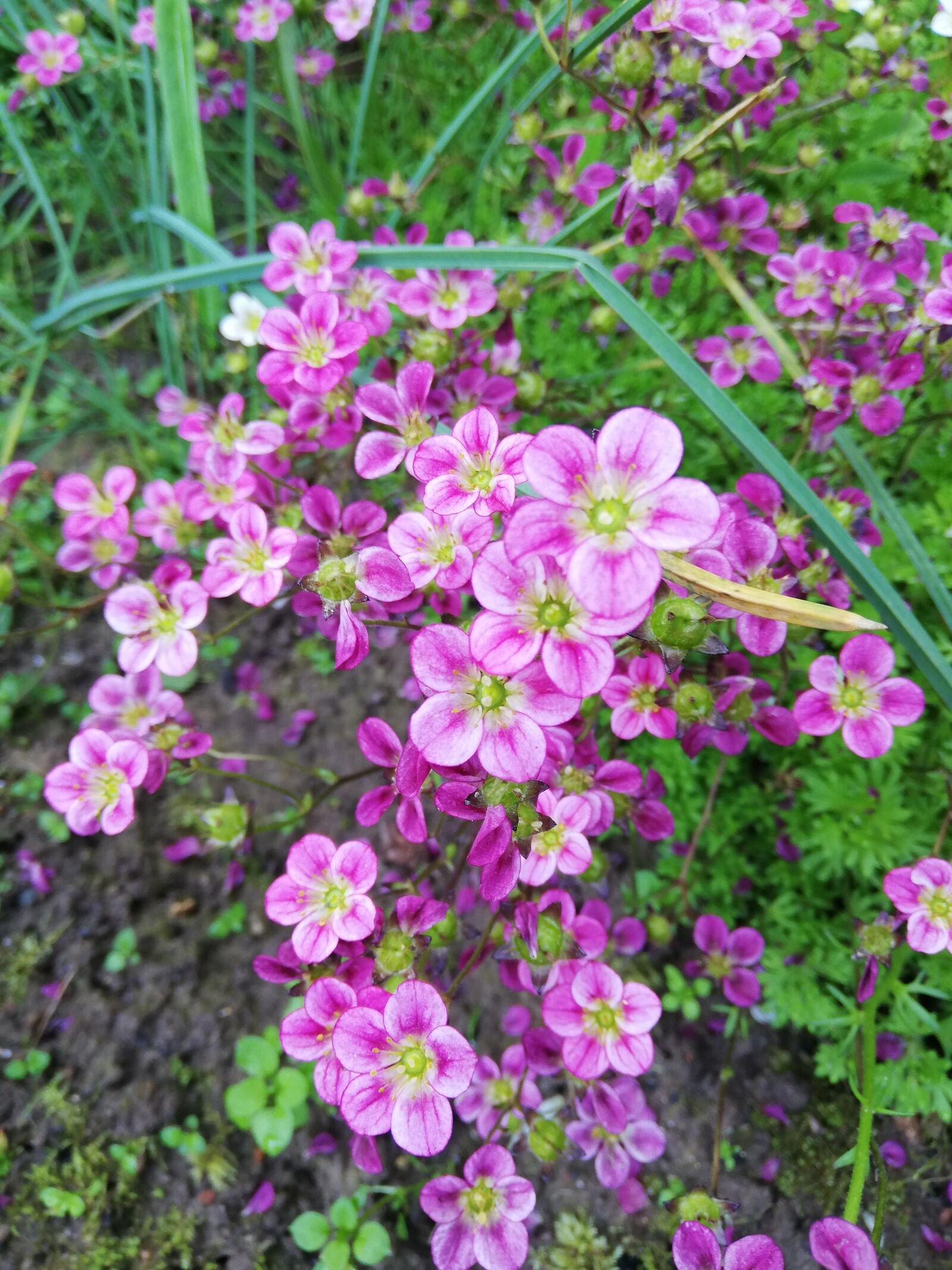 HUAWEI P20 lite sample photo. Flowers, pink, day photography