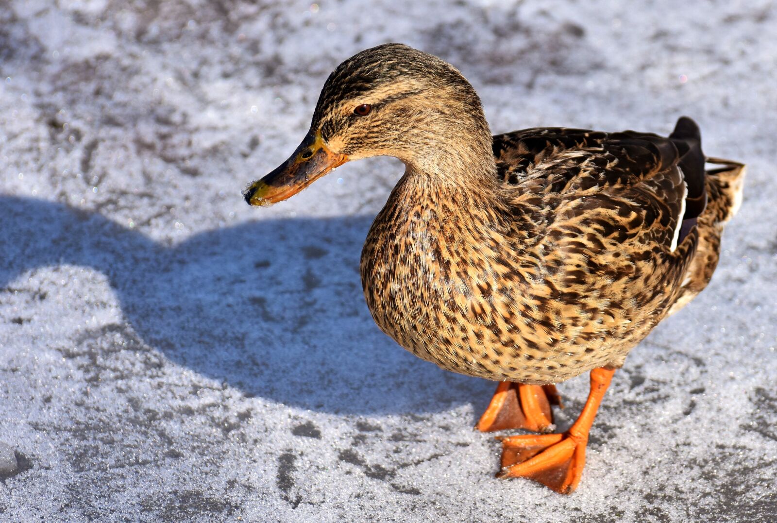 Nikon D7200 sample photo. Duck, mallard, snow photography