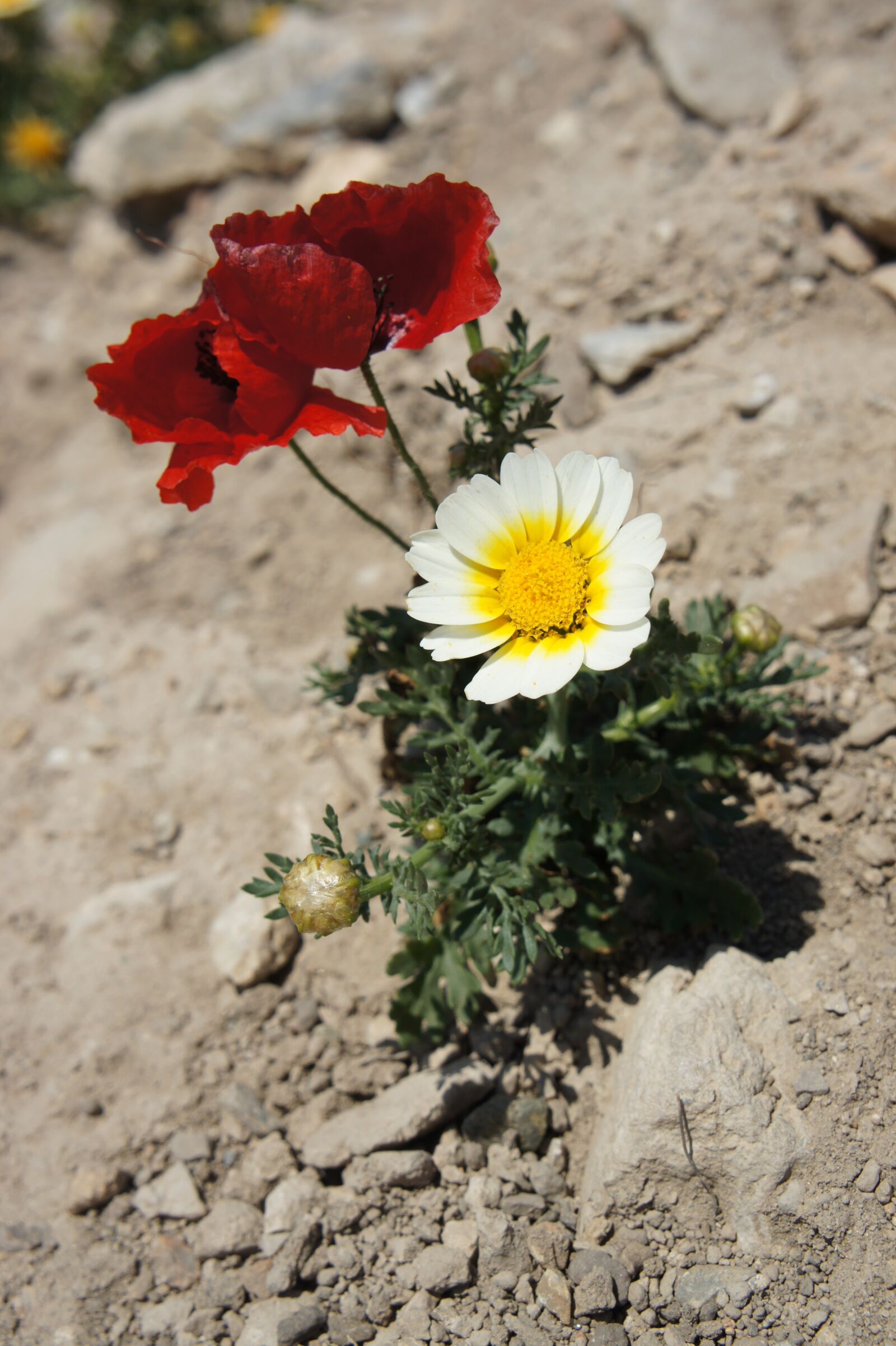 Sony Alpha NEX-5 sample photo. Flowers, mack, desert photography