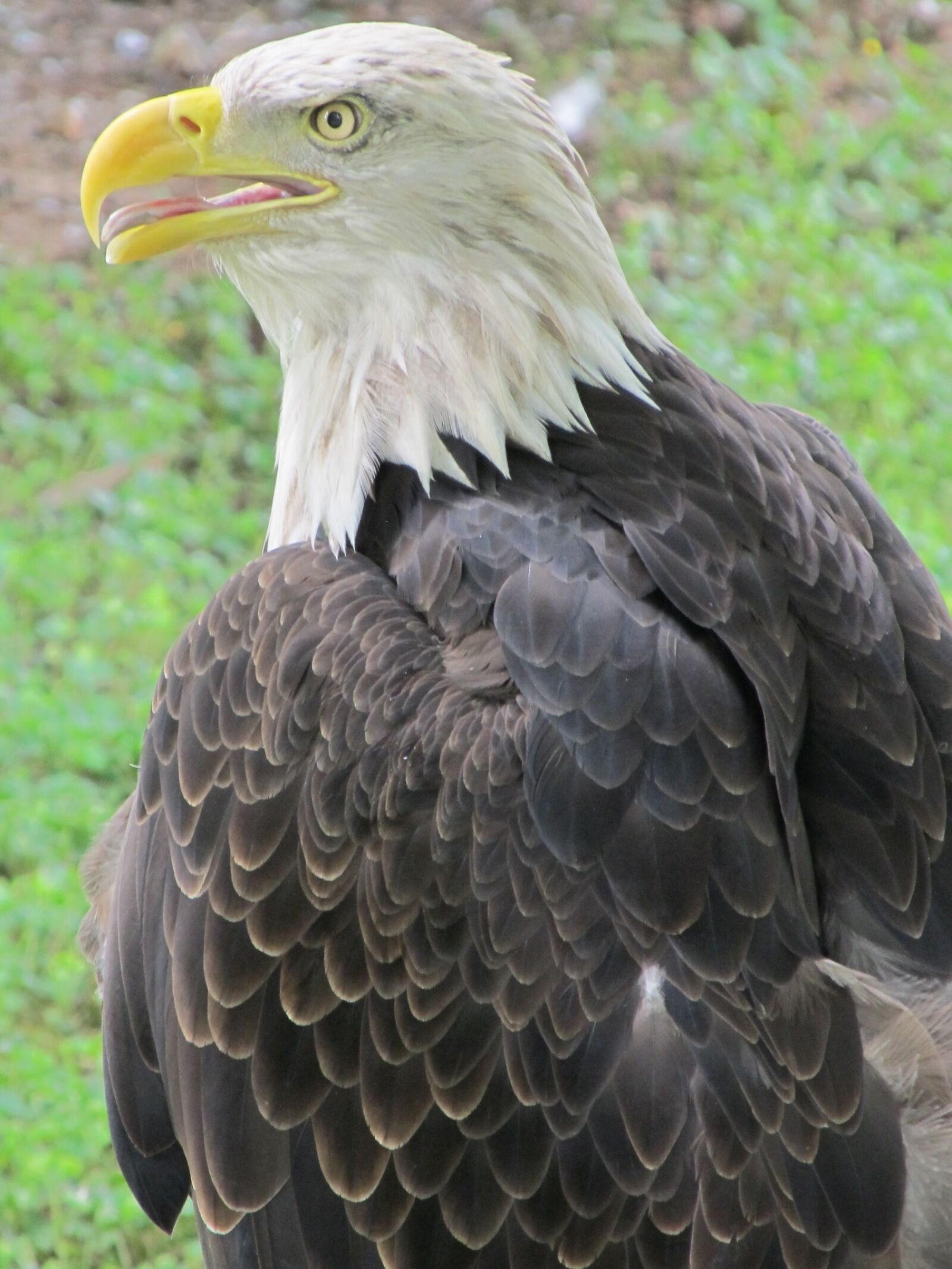 Canon PowerShot SX130 IS sample photo. Bald eagle, eagle, raptor photography