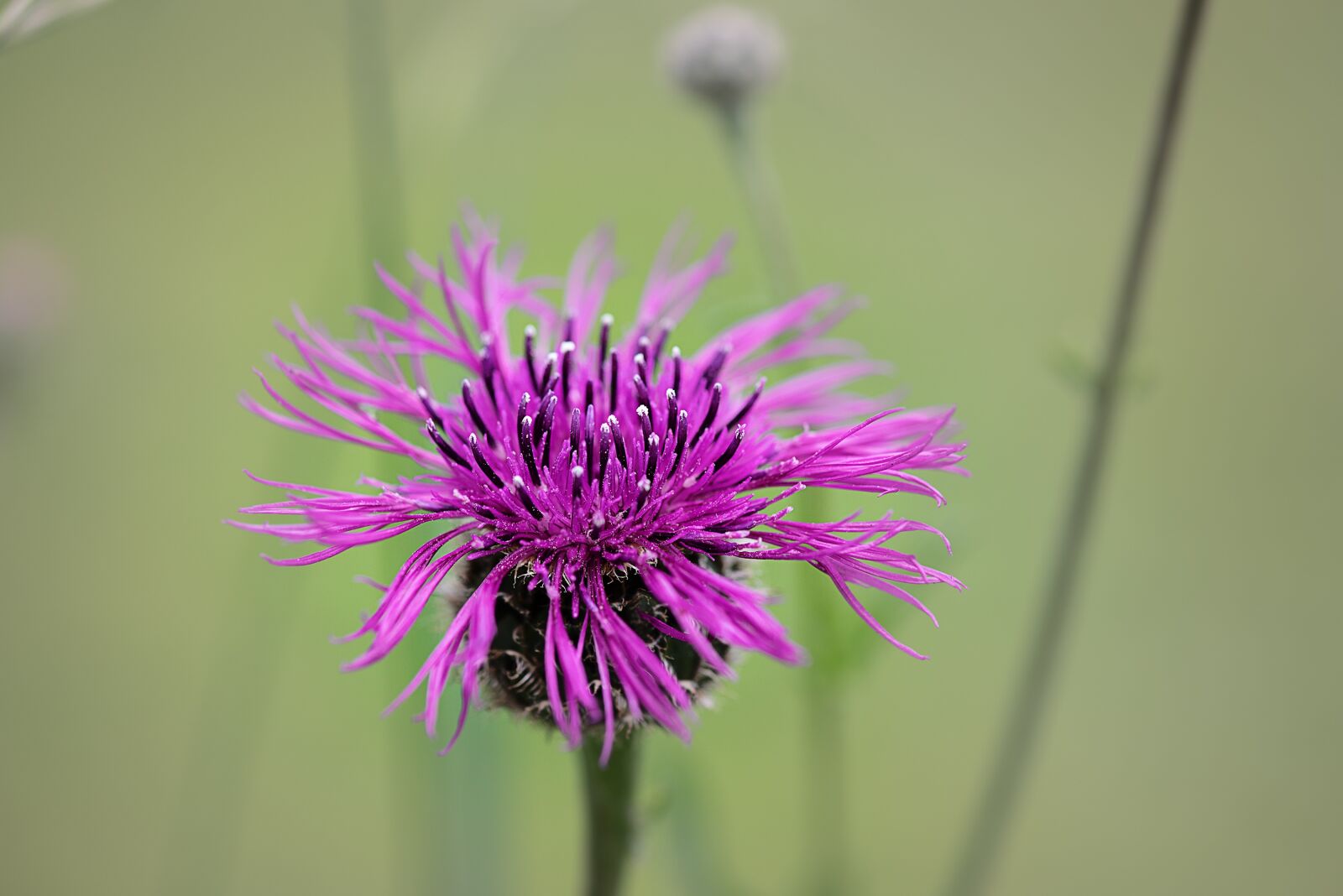 Nikon D750 sample photo. Flower, marsh knapweed, knapweed photography