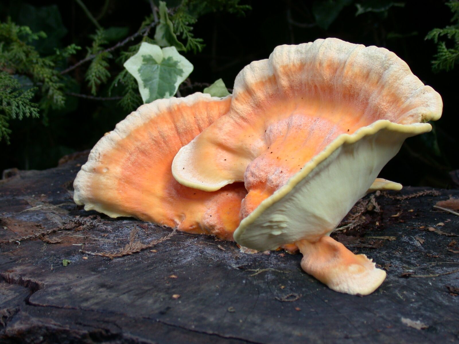Nikon E995 sample photo. Agaric, autumn, mushroom photography