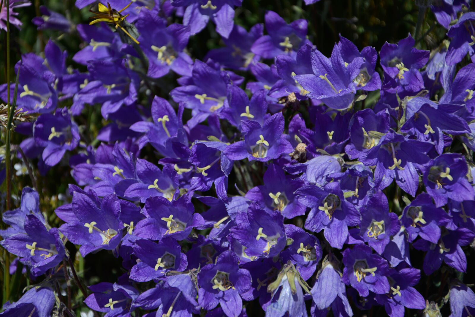 Nikon D7100 sample photo. Flower, nature, macro photography