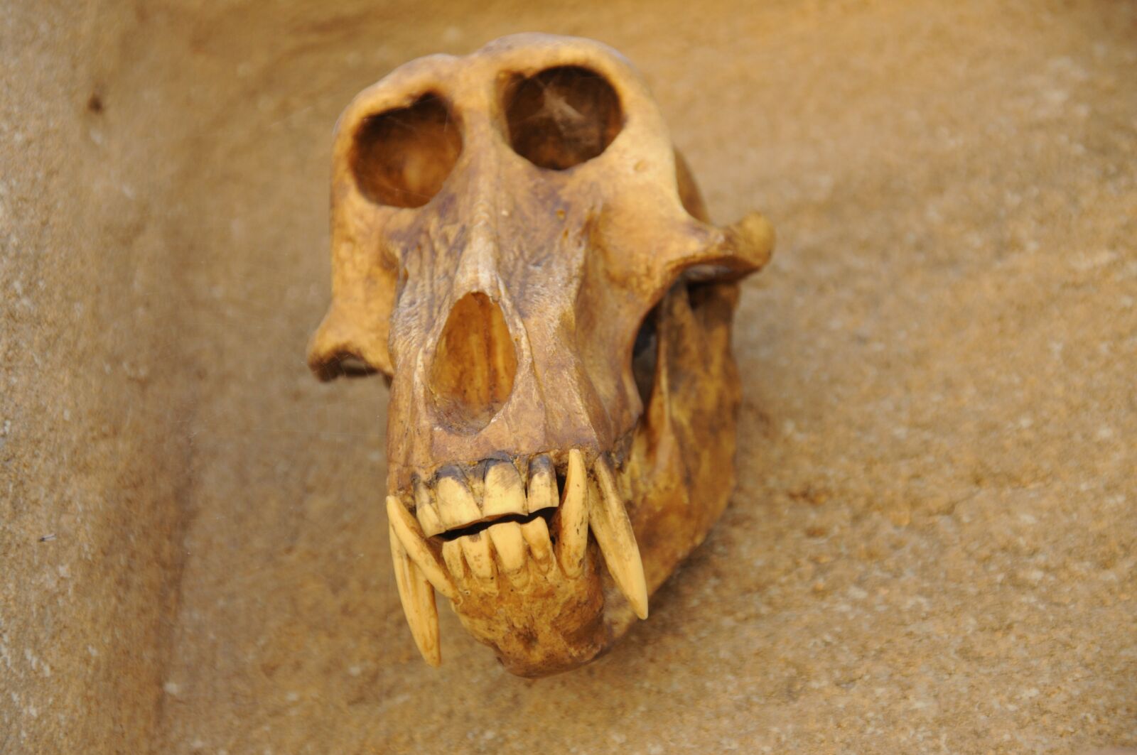 Nikon D5000 sample photo. Skull, animal, head photography