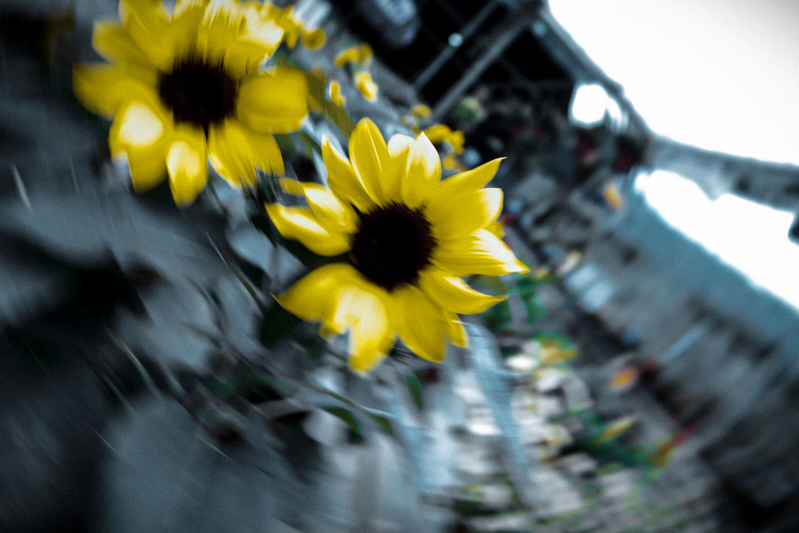 Samsung NX1 sample photo. Dream, spinning, sunflowers photography