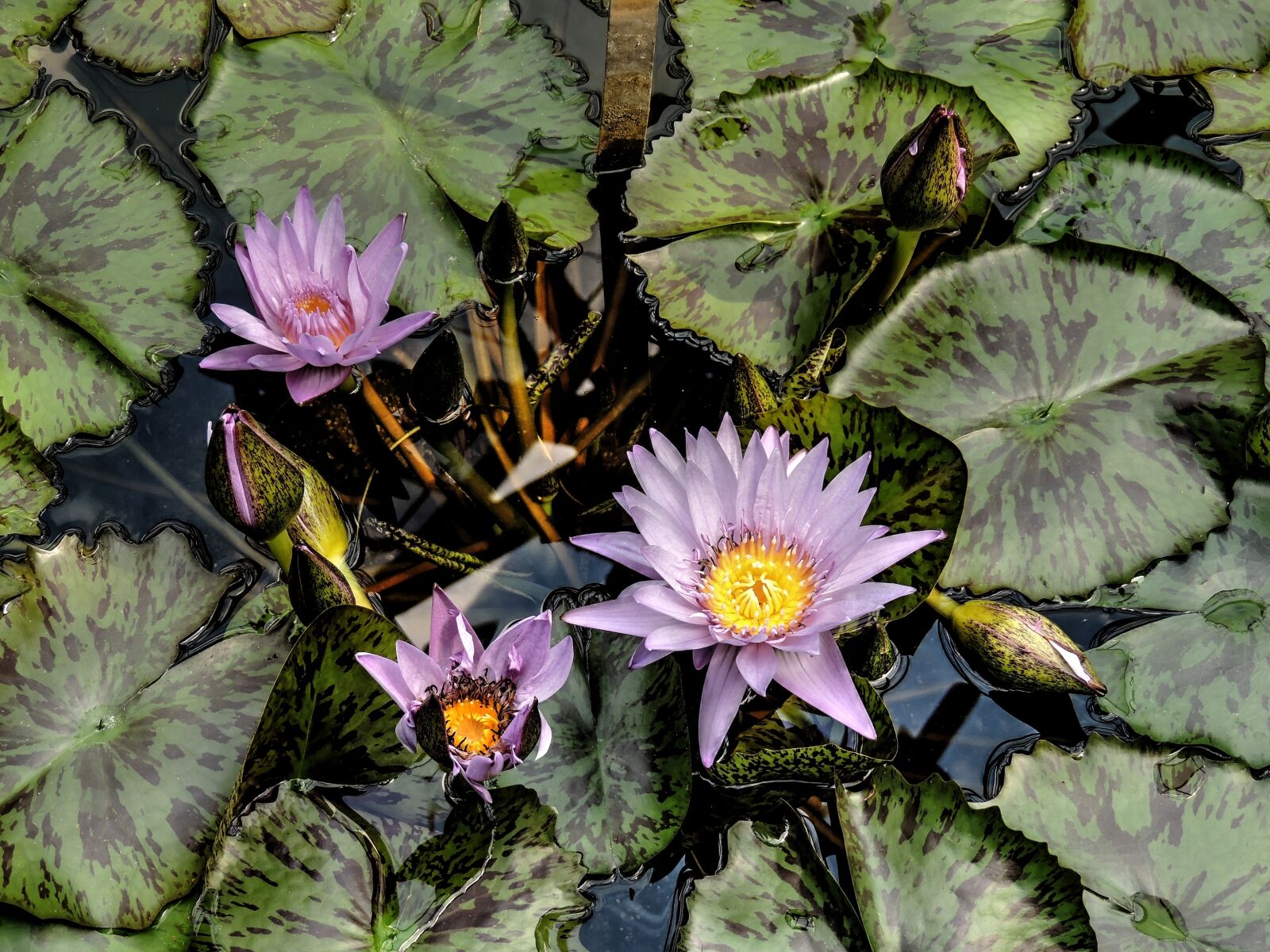 Nikon Coolpix P510 sample photo. Water lily, flower, water photography
