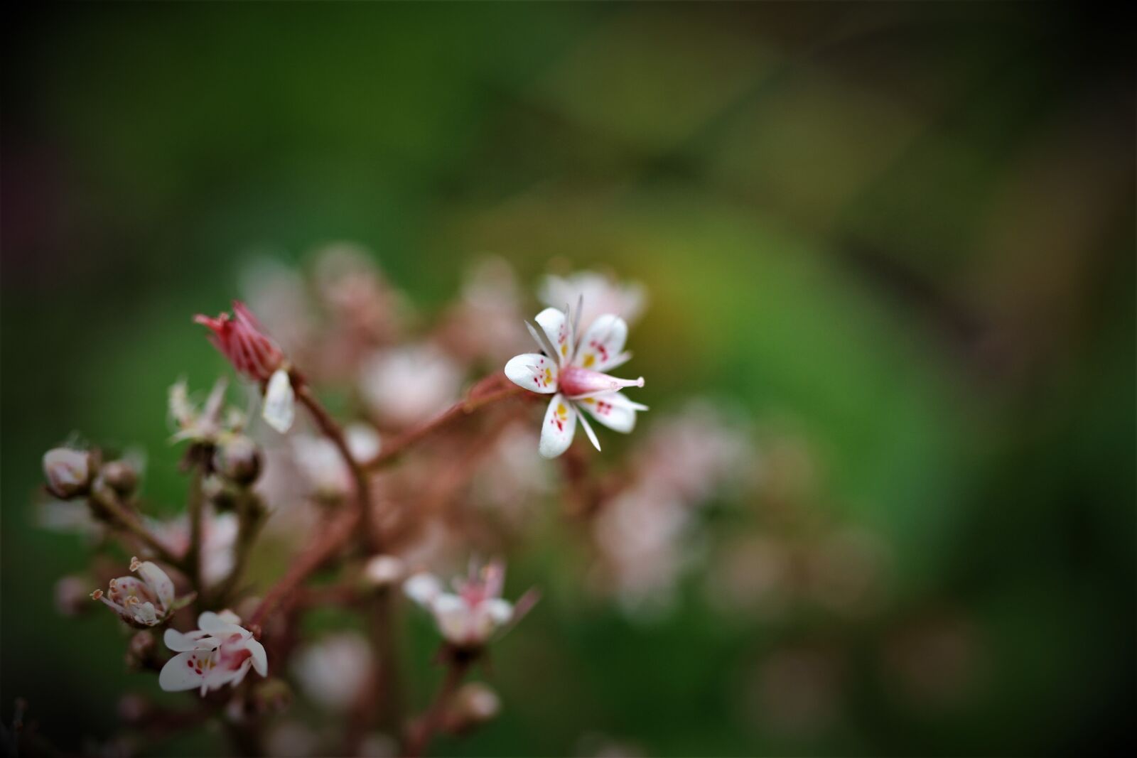 Canon EF-S 35mm F2.8 Macro IS STM sample photo. Shadow stone crusher, saxifrage photography