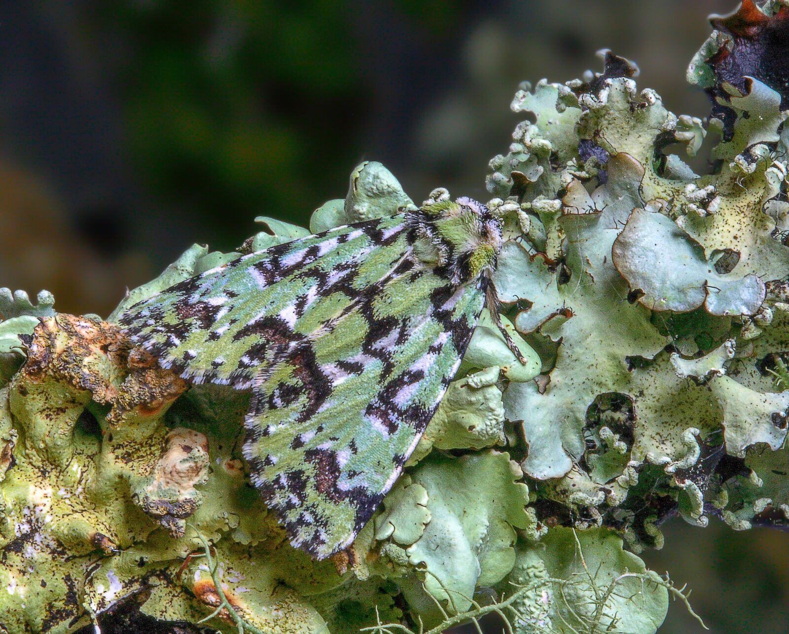 Canon EOS 400D (EOS Digital Rebel XTi / EOS Kiss Digital X) sample photo. Scarce-merveille-du-jour, moth, camouflage photography