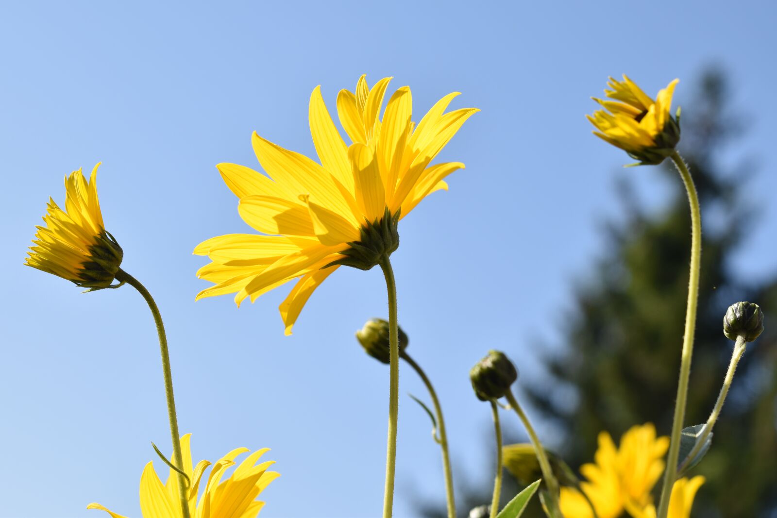 Nikon D5600 sample photo. Flower, daisy flower, yellow photography