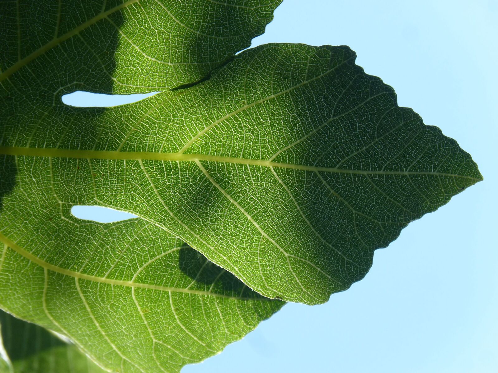 Panasonic DMC-FZ62 sample photo. Leaf, backlight, translucent photography