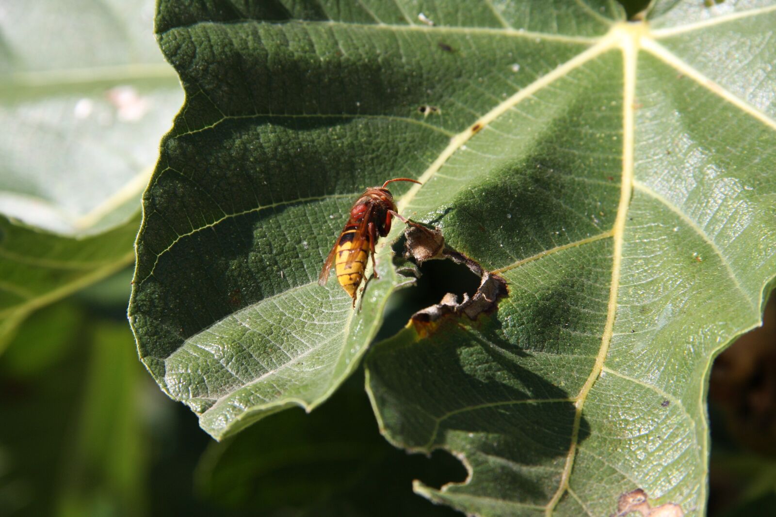 Canon EOS 40D sample photo. Hornet, asian, insect photography