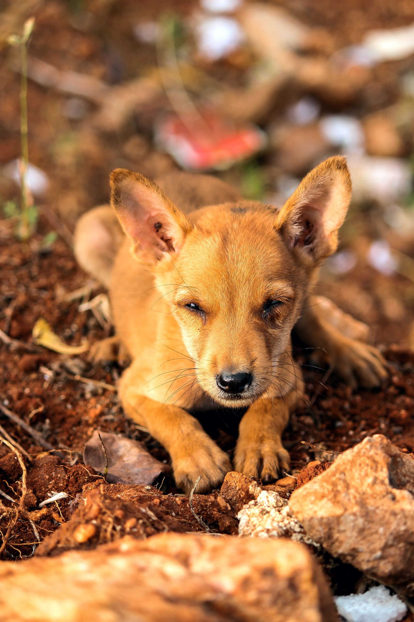 Canon EOS 1300D (EOS Rebel T6 / EOS Kiss X80) sample photo. Street, puppy, pet photography