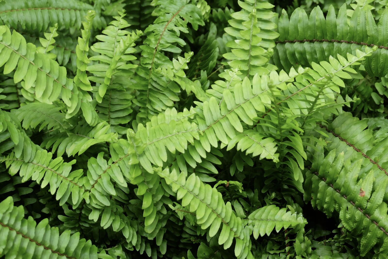 Fujifilm X-M1 sample photo. Fern, green, sun photography