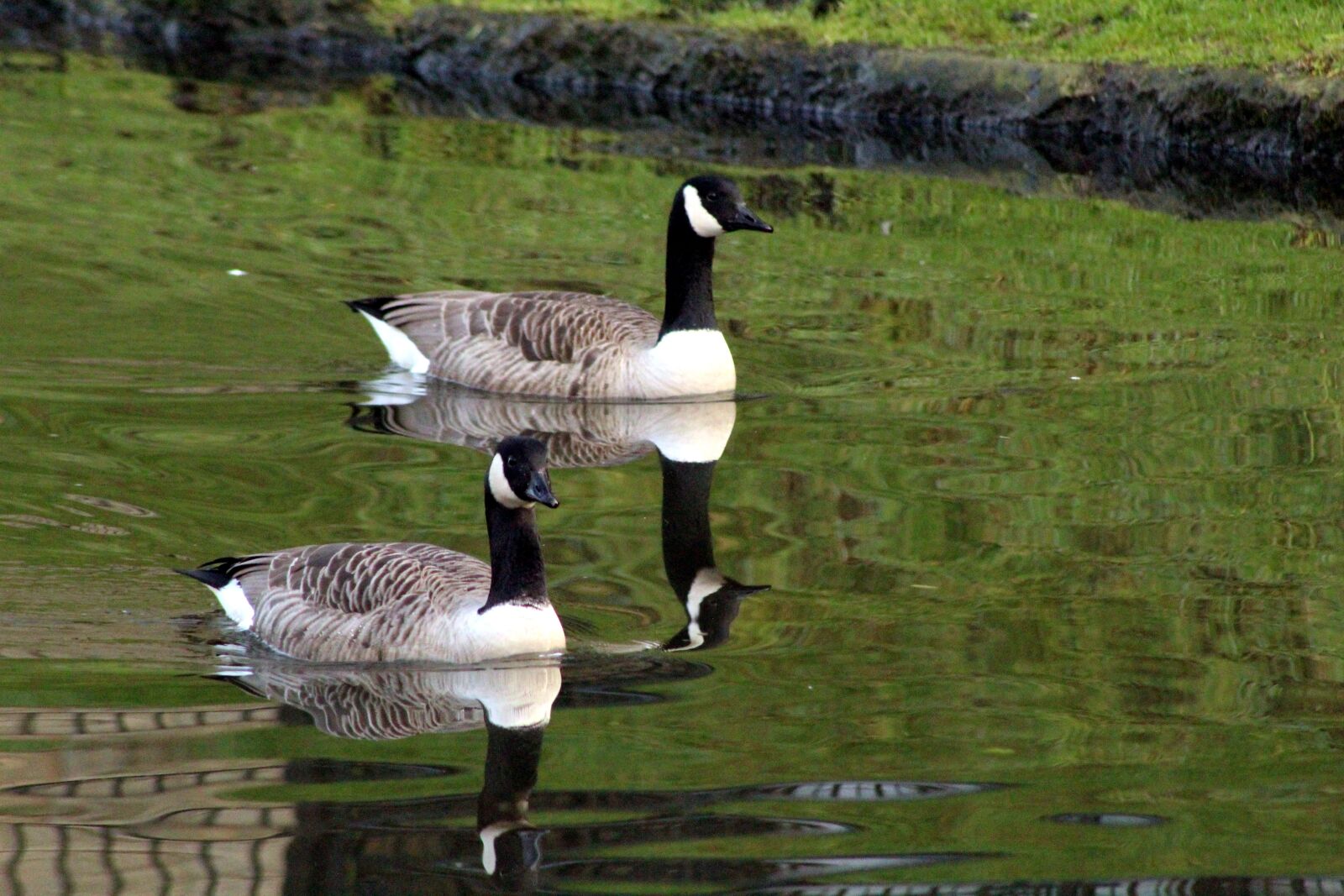 Canon EOS 4000D (EOS Rebel T100 / EOS 3000D) sample photo. Geese, goose, birds photography