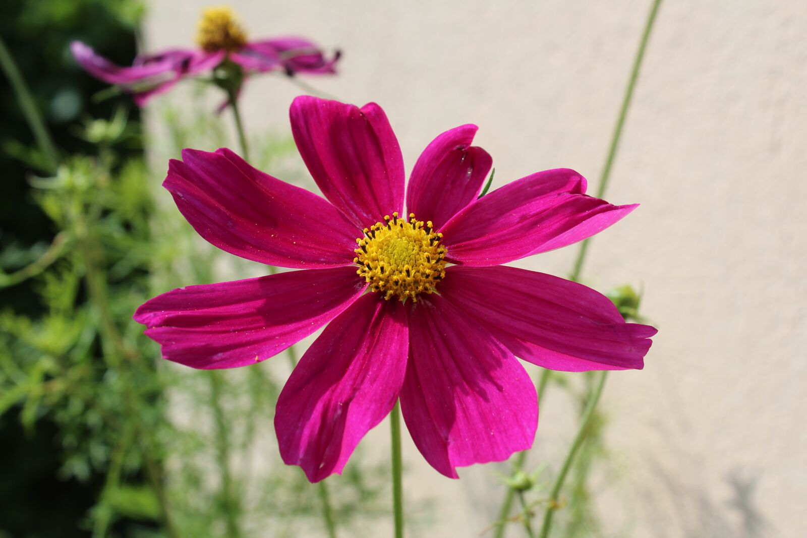 Canon EOS 1300D (EOS Rebel T6 / EOS Kiss X80) sample photo. Flower, the background, macro photography