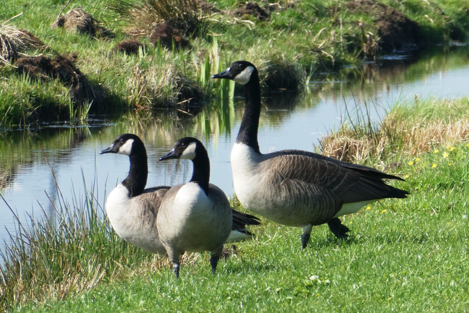 Panasonic Lumix DC-ZS70 (Lumix DC-TZ90) sample photo. Canadian goose, wild, breeding photography