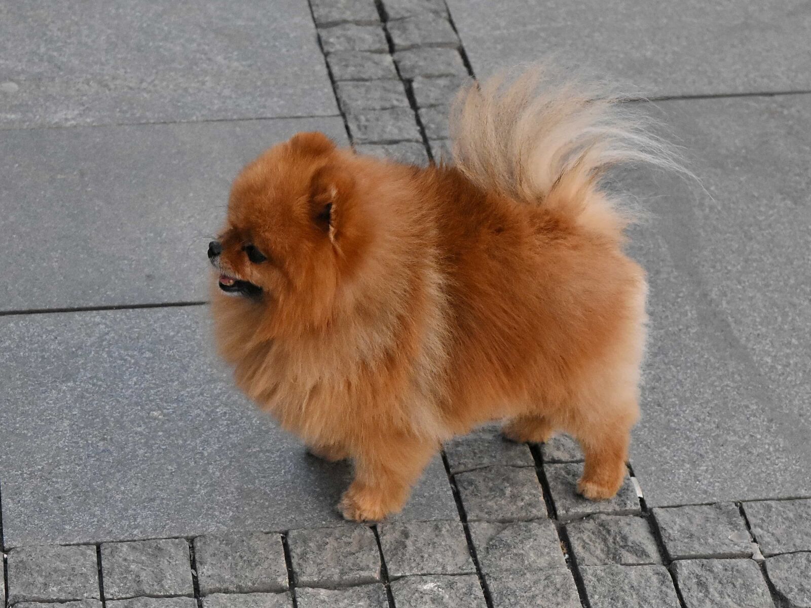 Nikon D5500 sample photo. Canine, cute, fur, dog photography