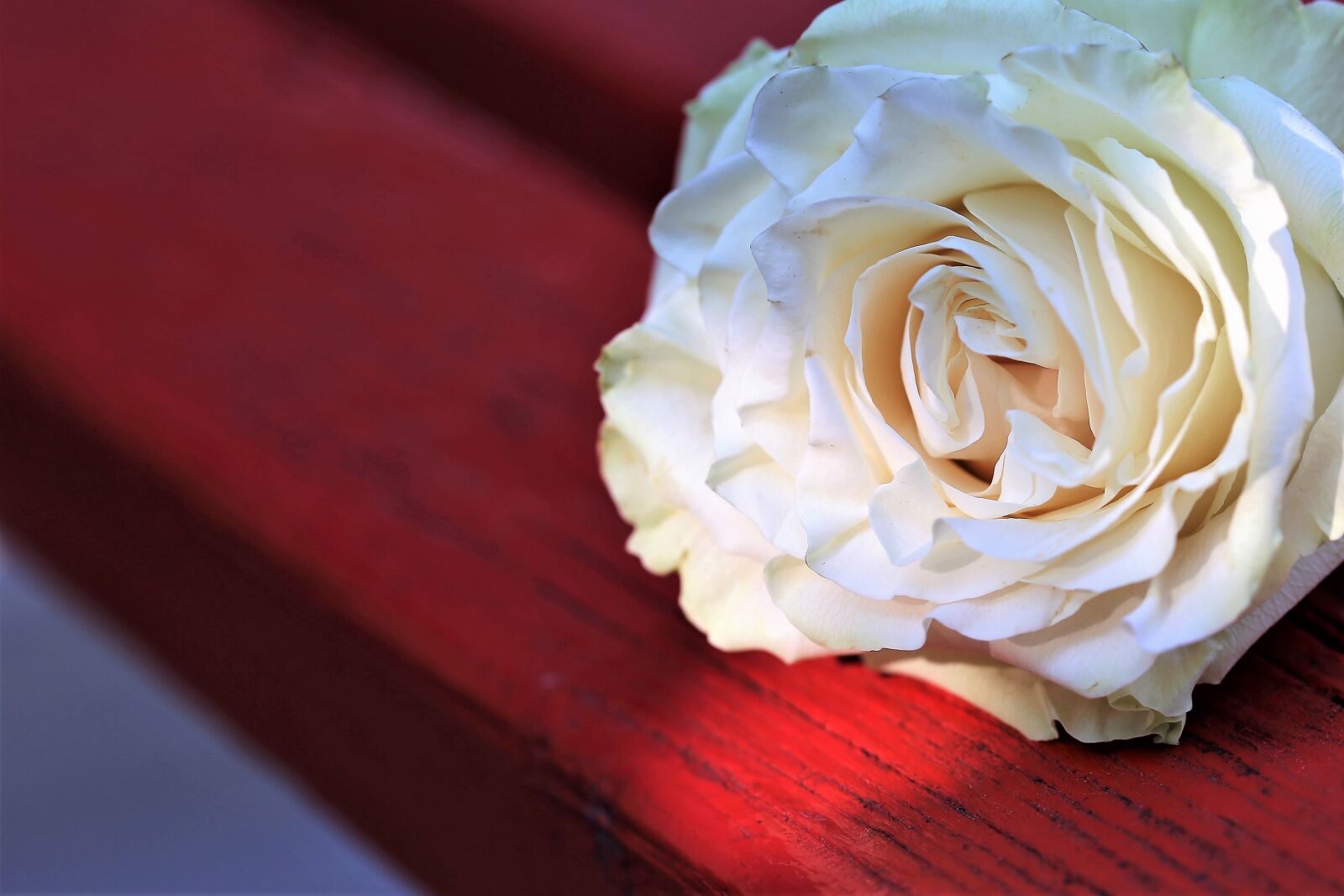 Canon EOS 6D + Canon EF 100mm F2.8 Macro USM sample photo. White rose on red photography