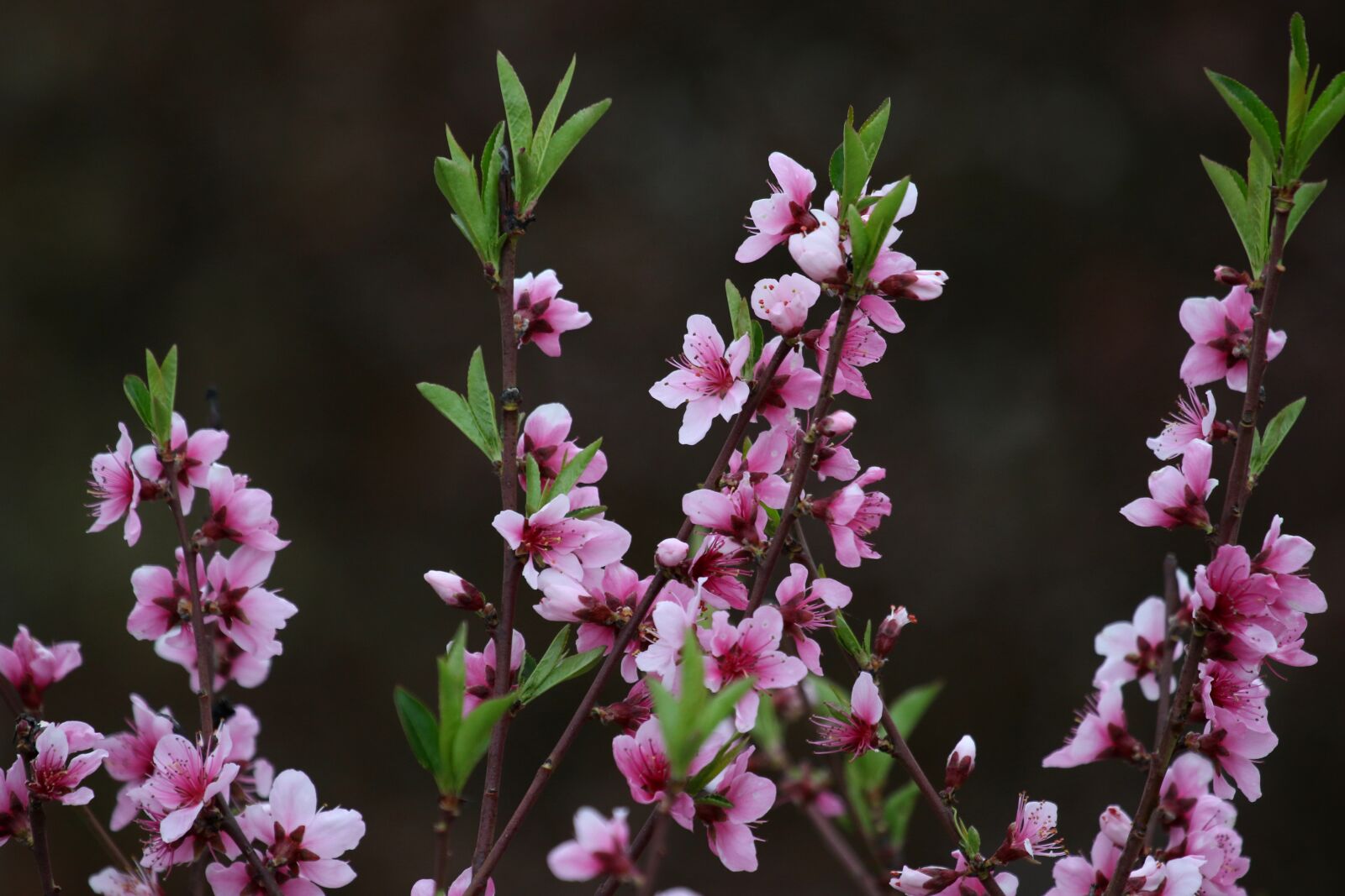 Canon EF 100-400mm F4.5-5.6L IS USM sample photo. Flowers, pink, casey photography