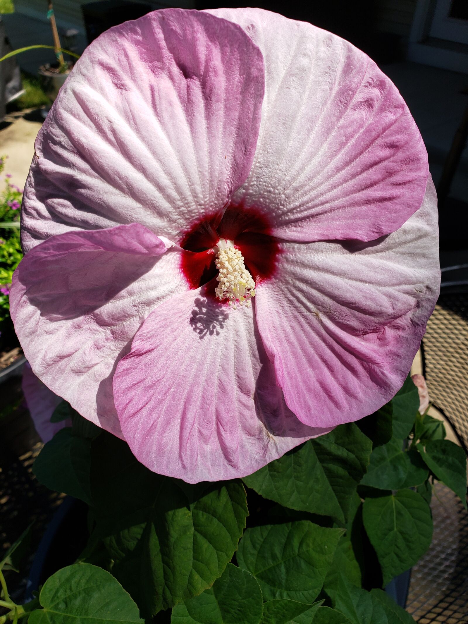 Samsung Galaxy Note9 sample photo. Hibiscus, pink, white photography