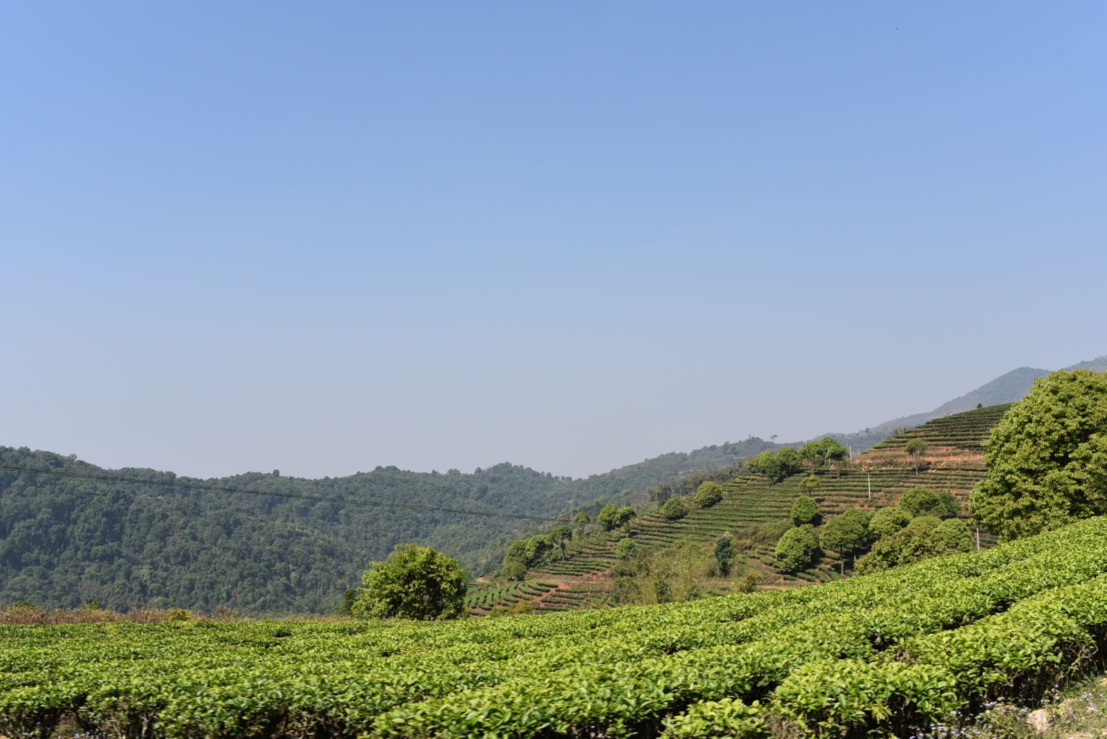 Nikon D750 sample photo. Yunnan tea garden, xishuangbanna photography