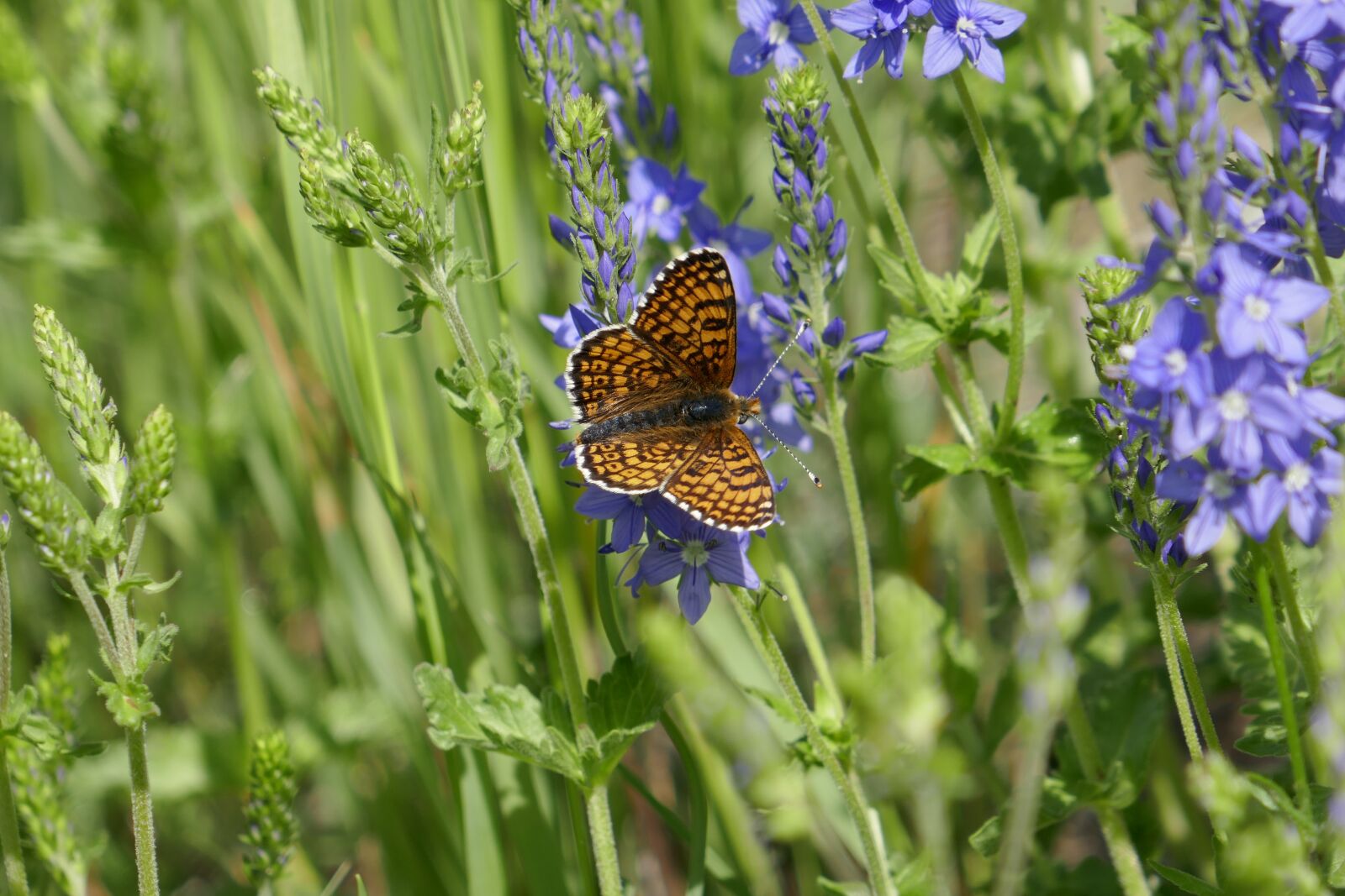 Panasonic DMC-TZ101 sample photo. Butterfly, meadow, nature photography