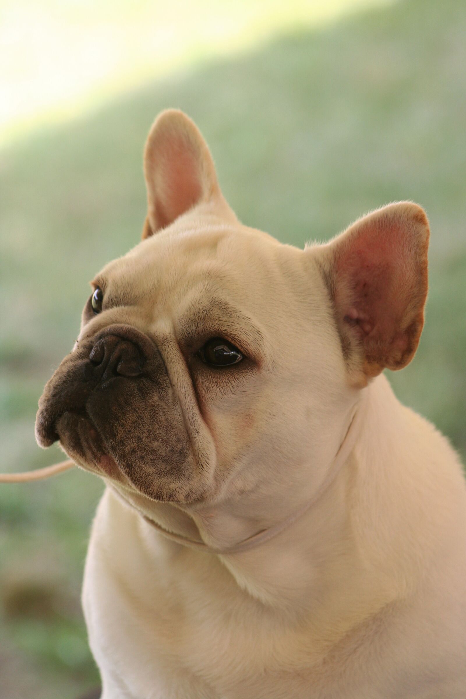 Canon EOS 350D (EOS Digital Rebel XT / EOS Kiss Digital N) sample photo. French bulldog, dog, cute photography