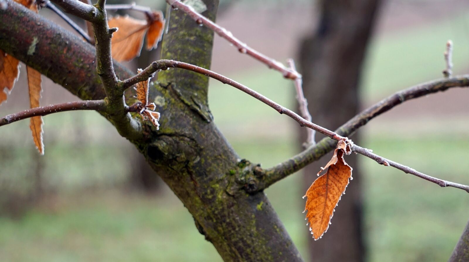 Sony Alpha a5000 (ILCE 5000) + Sony E 55-210mm F4.5-6.3 OSS sample photo. Leaves, leaf, fall foliage photography