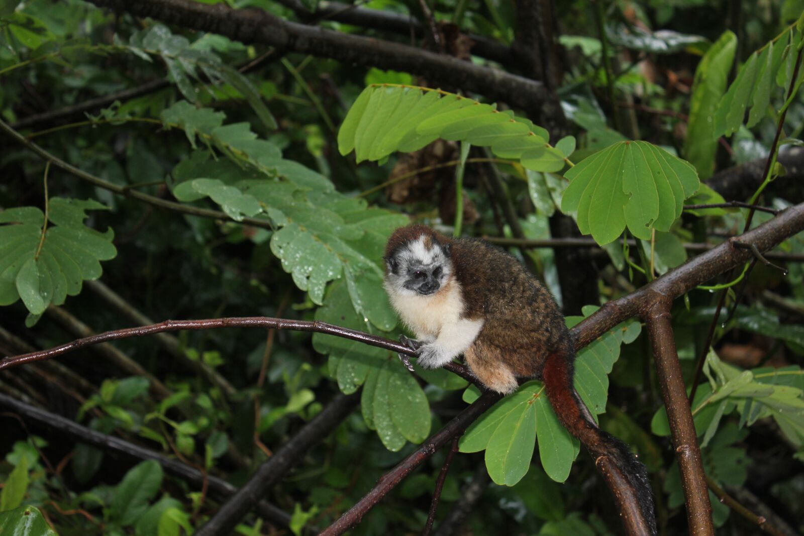 Canon EOS 550D (EOS Rebel T2i / EOS Kiss X4) sample photo. Monkey, nature, wildlife photography