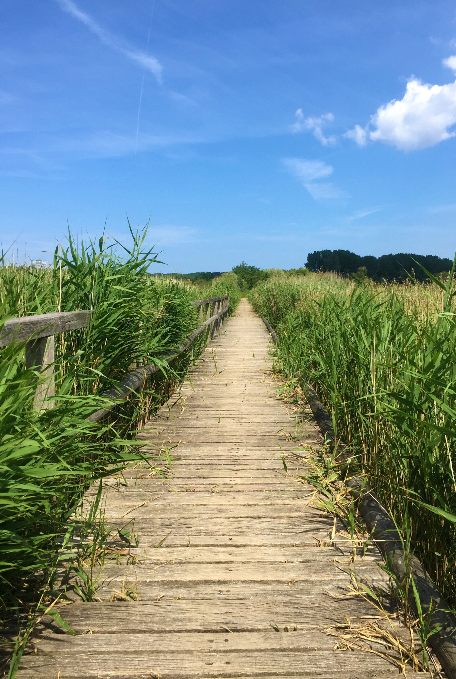 iPhone 6 back camera 4.15mm f/2.2 sample photo. Away, nature, landscape photography