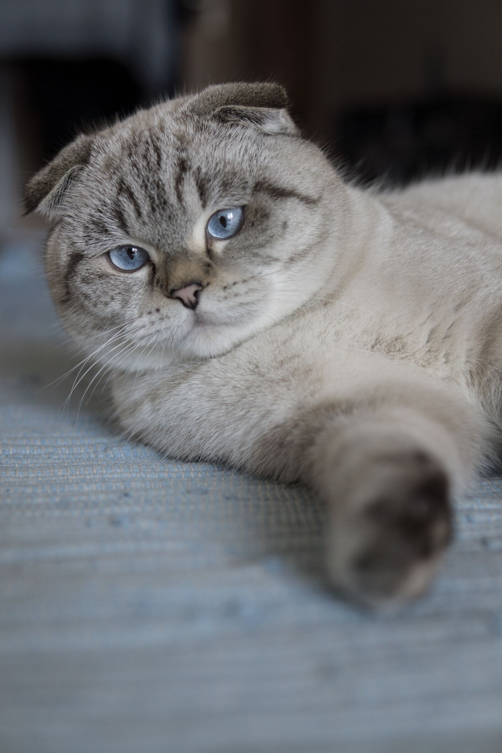 Sony a6000 sample photo. Cat, britsch short hair photography
