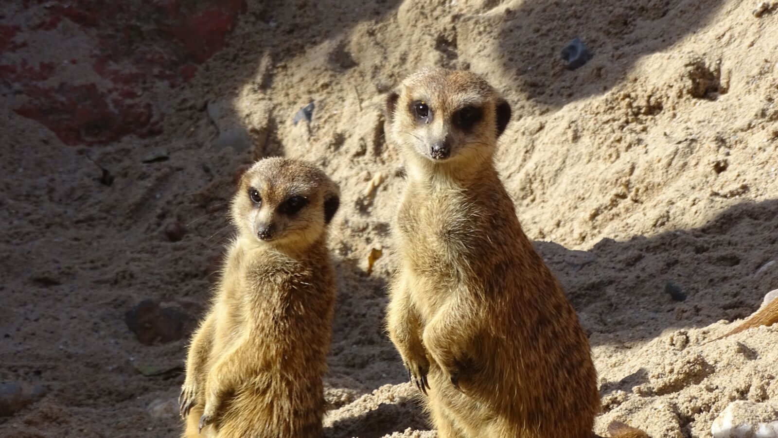 Sony Cyber-shot DSC-HX400V sample photo. Meerkat, meerkats, desert photography