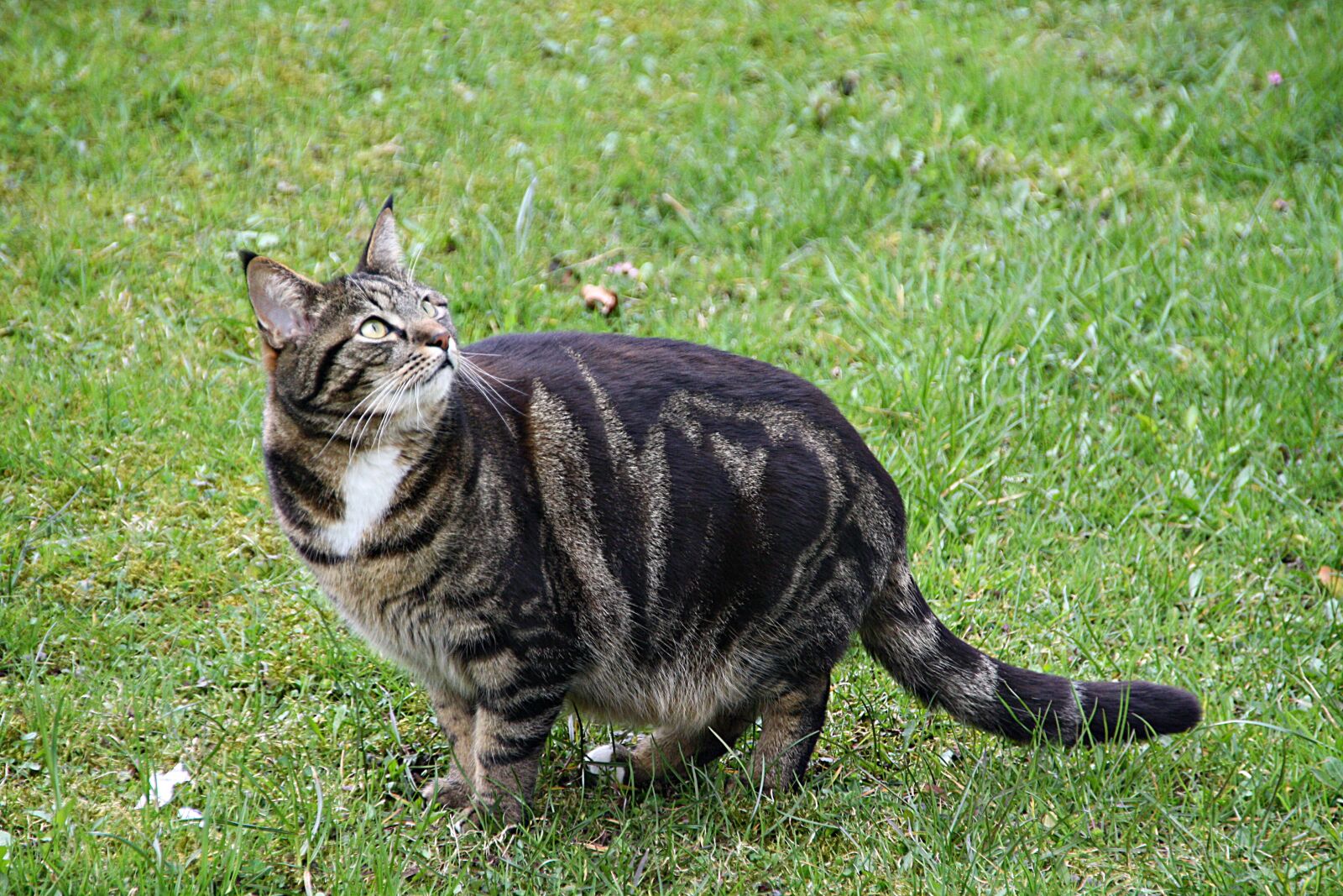 Canon EOS 1000D (EOS Digital Rebel XS / EOS Kiss F) sample photo. Cat, pet, domestic cat photography