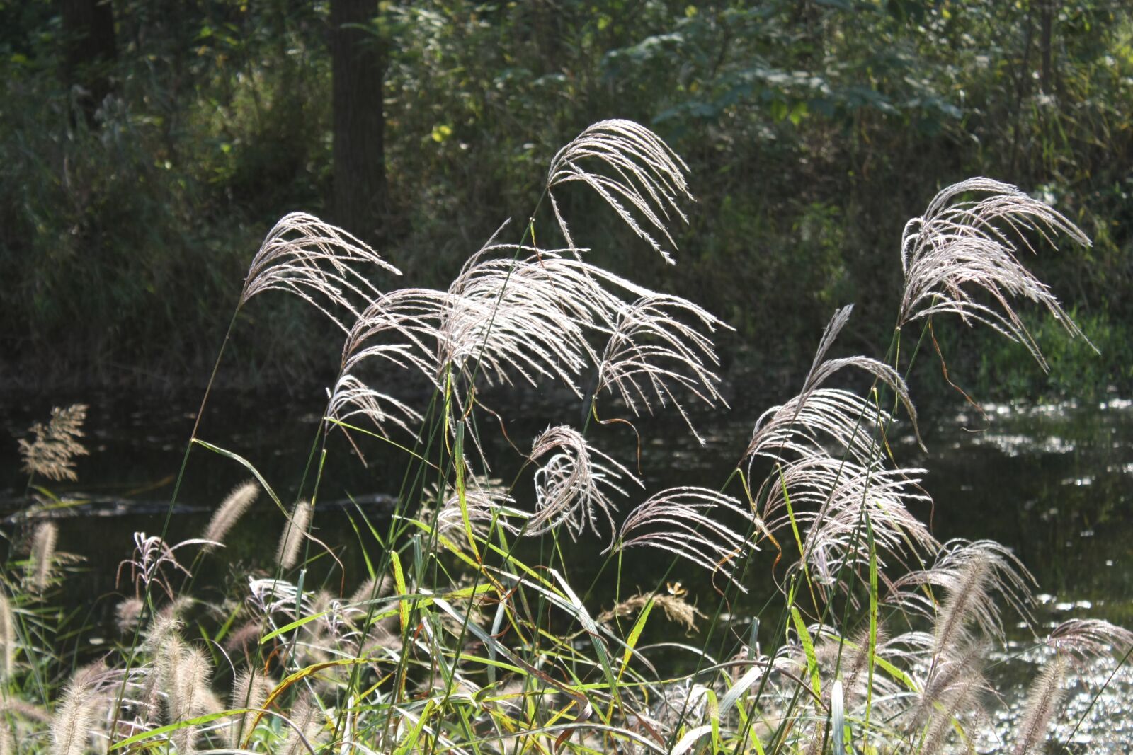 Canon EOS 450D (EOS Rebel XSi / EOS Kiss X2) sample photo. Grass, the inverse, light photography