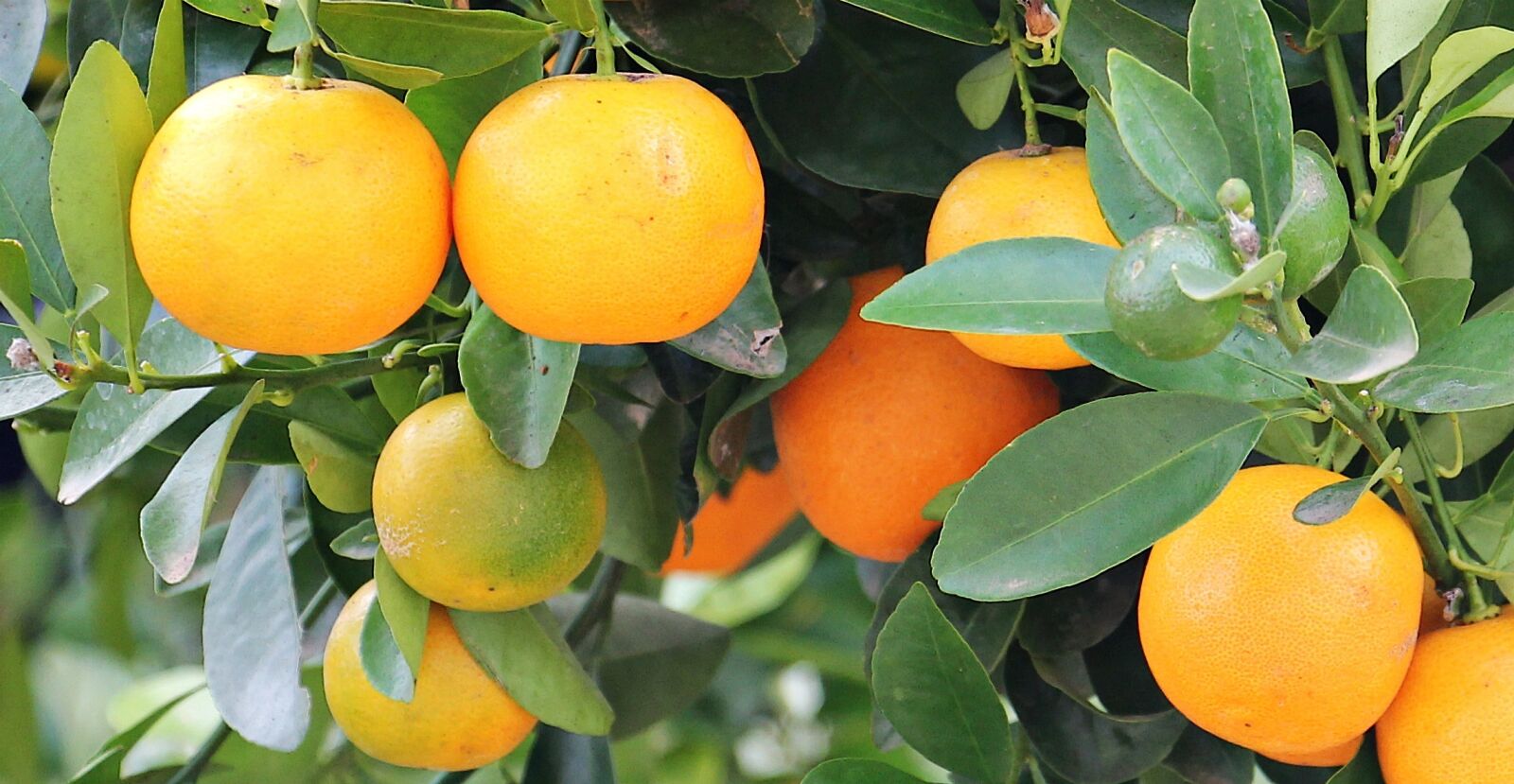 Canon EOS 550D (EOS Rebel T2i / EOS Kiss X4) sample photo. Oranges, orange tree, market photography