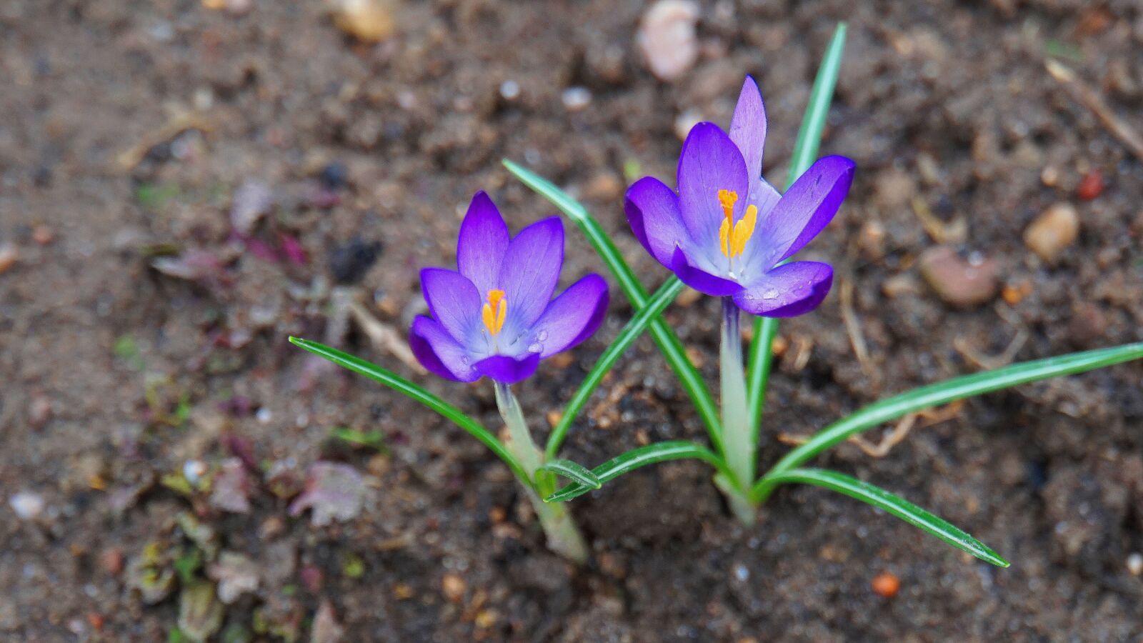 Sony a6000 sample photo. Crocus, early bloomer, violet photography
