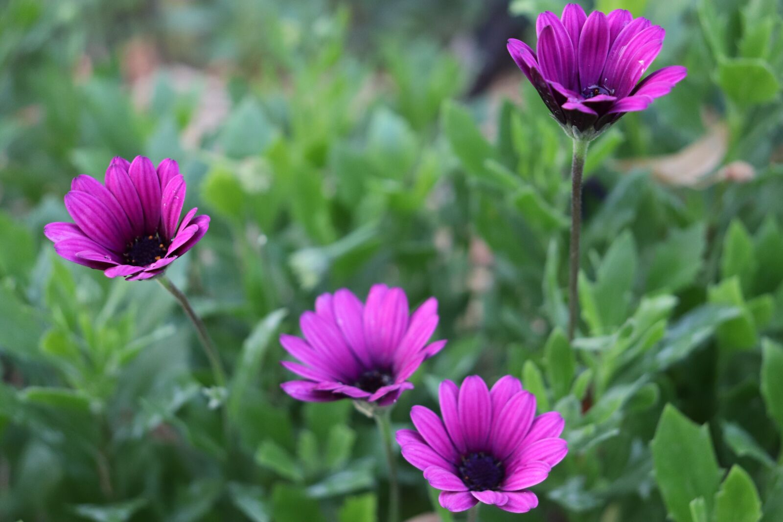 Canon EOS 800D (EOS Rebel T7i / EOS Kiss X9i) sample photo. Flowers, plants, garden photography