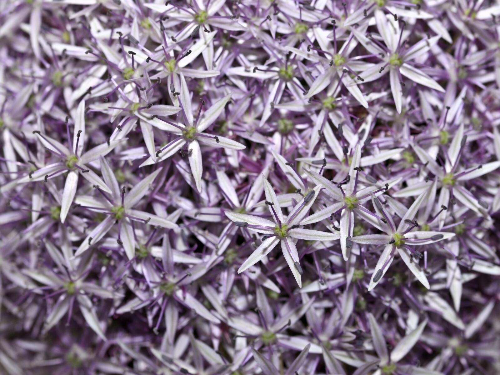 Nikon D300 sample photo. Allium, flower, purple photography