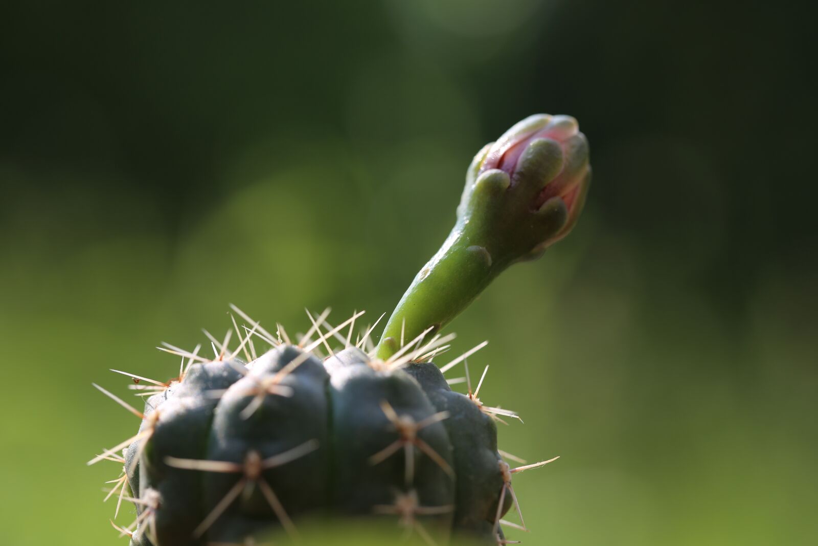 Canon EF 100mm F2.8L Macro IS USM sample photo. Cactus, blossom, bloom photography