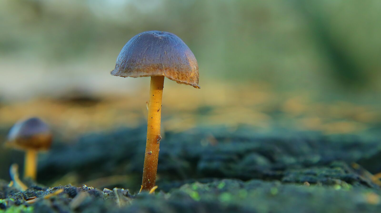 Canon EF-M 15-45mm F3.5-6.3 IS STM sample photo. Mushroom, autumn, leaves photography