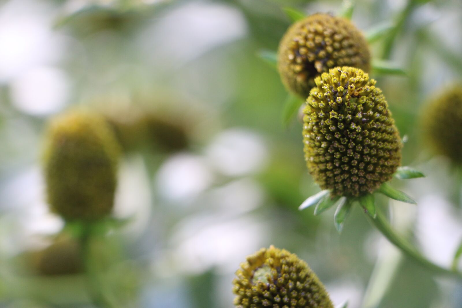Canon EOS 70D sample photo. Plant, green, leaves photography