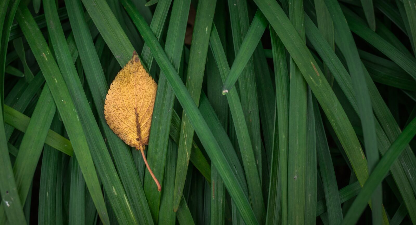 Sony Alpha NEX-5N + Sony E 30mm F3.5 Macro sample photo. Leaves, autumn, plants photography