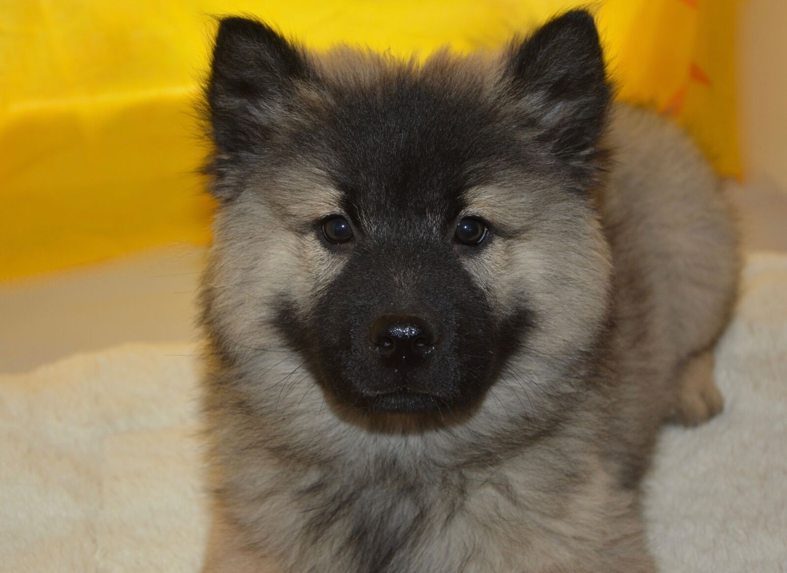 Nikon D5200 sample photo. Puppy, pup, dog christmas photography