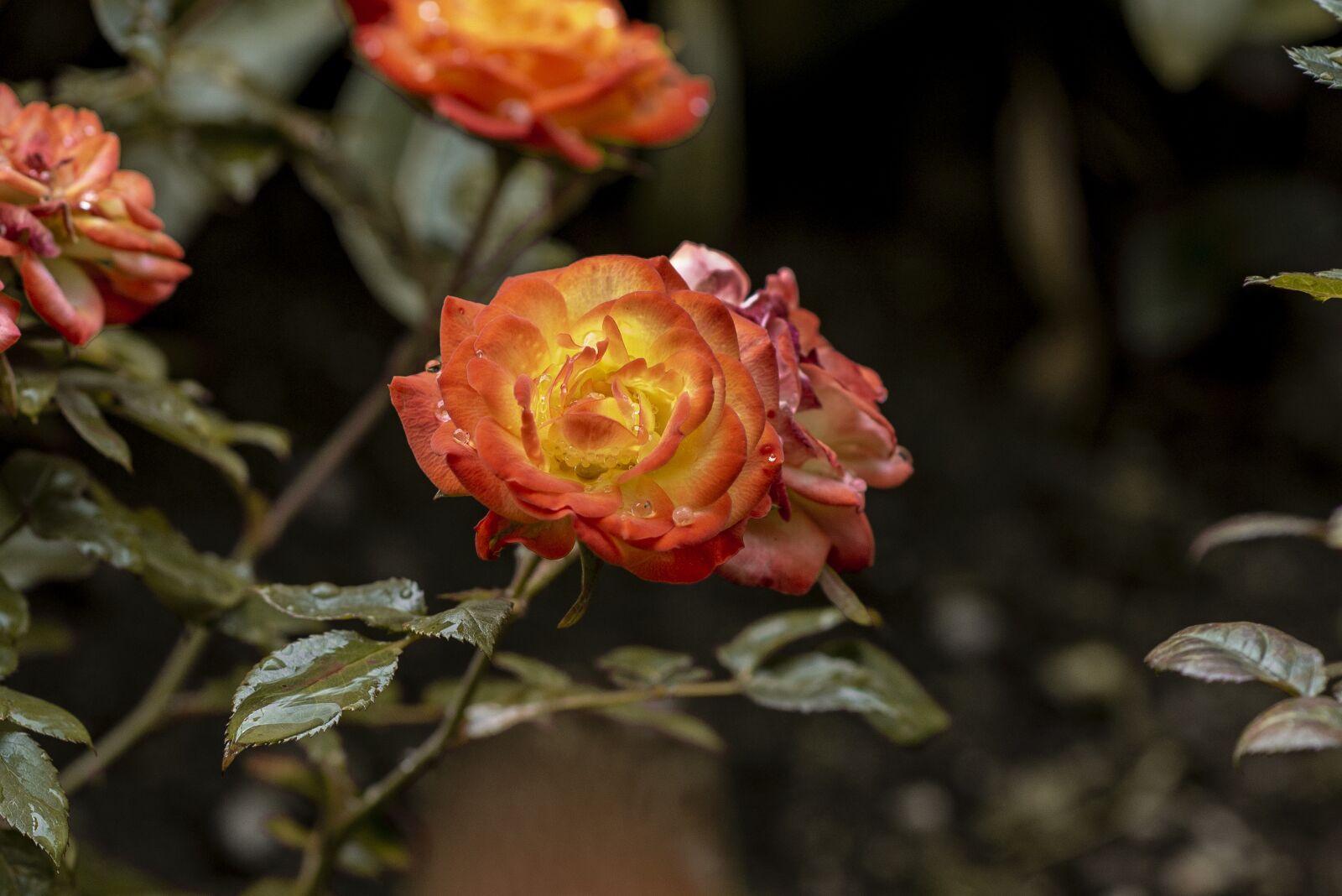 Nikon D600 sample photo. Roses, flowers, nature photography