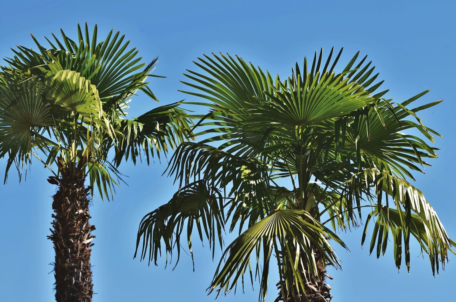 Nikon D7200 sample photo. Palm, palm leaf, palm photography