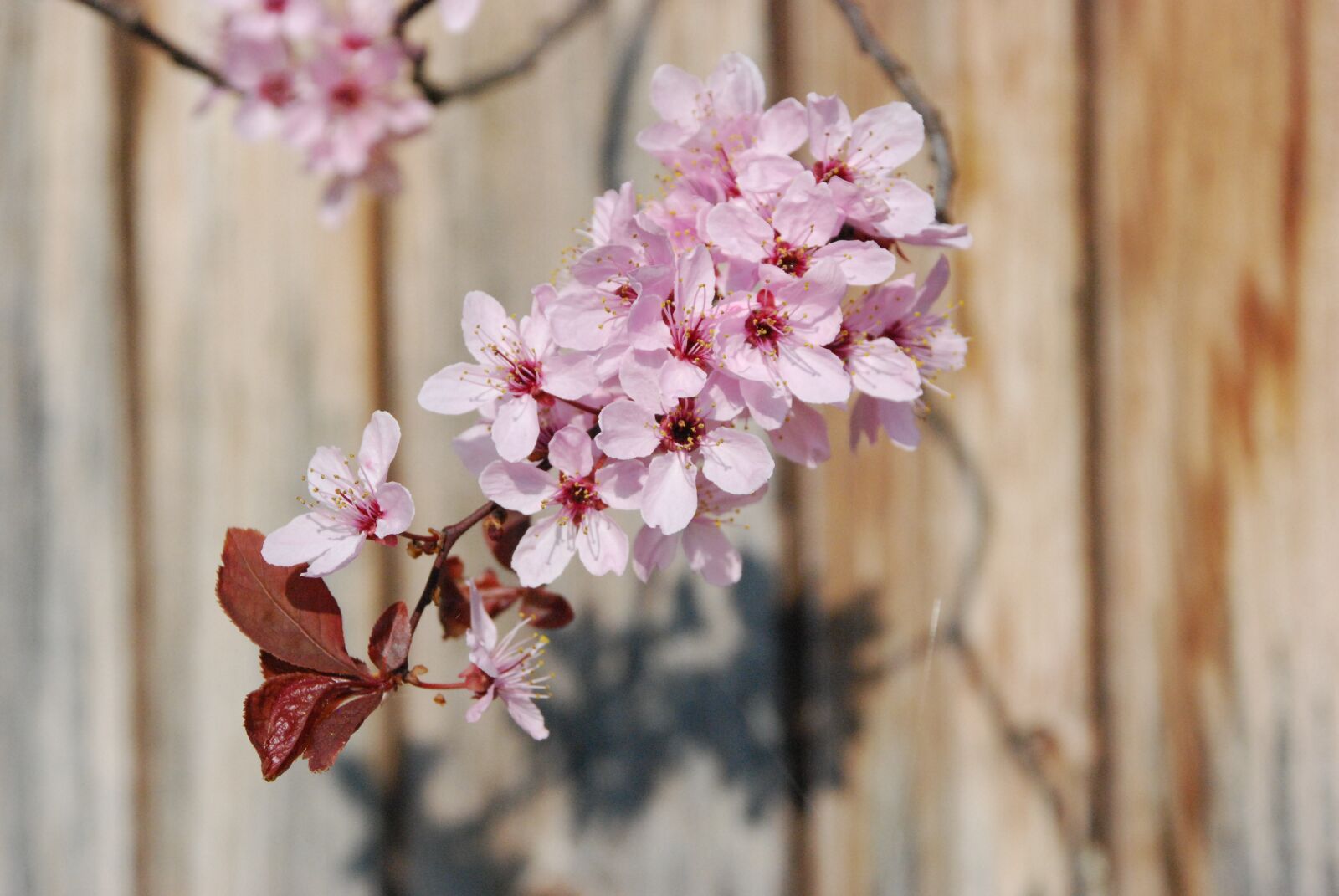 Nikon D80 sample photo. Blossom, bloom, branch photography